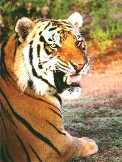 The Majestic Tiger
