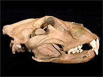 Ancient lion skull dating to Medieval Times in London England