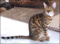 MaiTai is a gorgeous, rosetted and pelted, large female Bengal with green eyes and fabulous glitter and contrast.