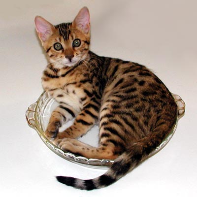 Serrano MaiTai of Foothill Felines as a kitten playing in the pie dish!!
