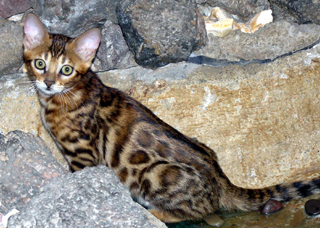 Foothill Felines Mama Mia, gorgeous Bengal queen