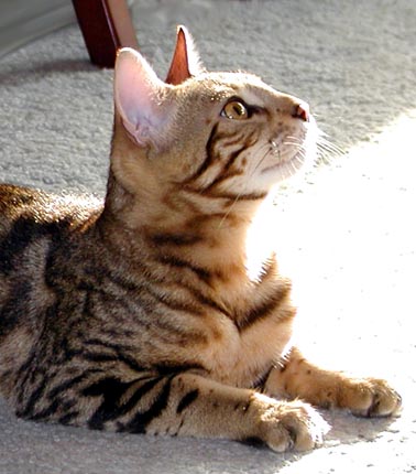 Manzanita is the epitome of feminine, powerful, athletic, muscular Bengal females - and she is a super mother!!