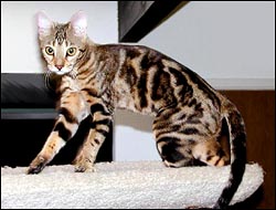 Foothill Felines Manzanita, a gorgeous SBT pedigreed Bengal breeding queen and show cat.  One of the most beautiful and wild type marble Bengals we've ever produced!