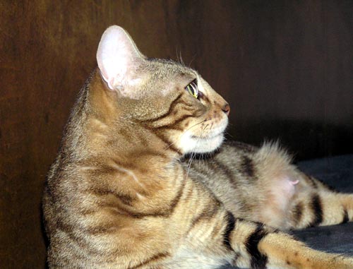 Photo of marble Bengal Double Champion Foothill Felines Manzanita, 
showing her straight profile, deep chin, rounded ears and ear set, and the egg shaped head of 
her Asian Leopard Cat ancestors