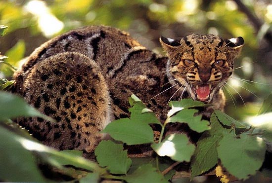 The small, endangered marbled cat in beautiful portrait at HDW's Big Cats!
