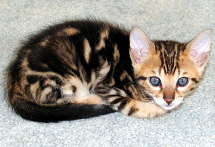 Foothill Felines marble Bengal kitten