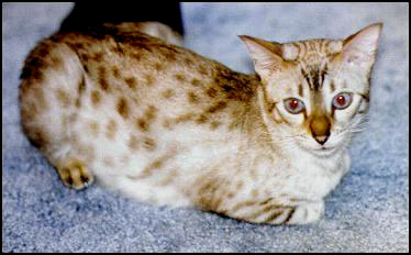 Marshamelo, a lovely blue eyed seal lynx point snow Bengal queen at Foothill Felines Bengals!