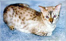 photo of Marsha, beautiful lynx point spotted snow Bengal female