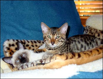 Foothill Felines Maxmillian, a rosetted golden spotted Bengal male kitten, with his new friend Boo!