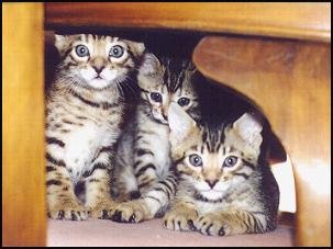 Kittens will explore every nook and cranny of your home!