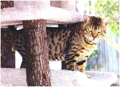 Foothill Felines Metallica, an F6 Bengal stud, son of SGC Heritage Kimo of Almaden and Gogees Marshamelo of Foothill Felines