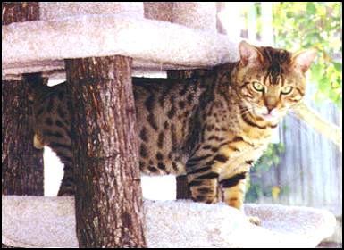 Foothill Felines Metallica is the son of SGC Heritage Kimo, and is a gorgeous, large, very sweet leopard Bengal male.