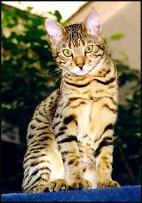 Handsome Metallica was home raised just like all our Bengal kittens in our home cattery at Foothill Felines Bengals in California!