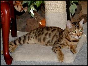 Miami Spice at 4 months old, showing off his exclusive charisma and style, as well as his terrific spotted Bengal coat!