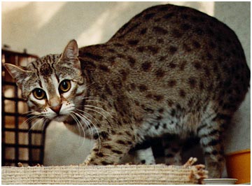 Millwood Mai Thai, a gorgeous F1 Bengal foundation queen whose sire was an Asian Leopard Cat