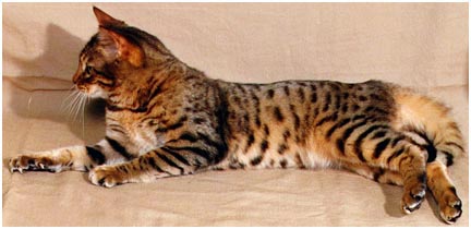 Millwood Silk n Cinders, a gorgeous F4 Bengal foundation stud; the first Bengal to have glitter and an extremely clear coat