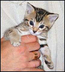 Cute leopard tawny Bengal female with lots of spirit at 4 weeks old!