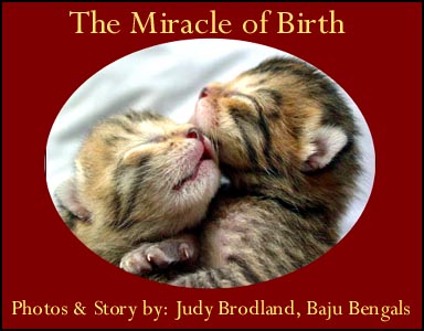 The Miracle of Birth in Pictures Taken of Foothill Felines Madolyn of Baju Bengals, by Judy Brodland and her husband Bart