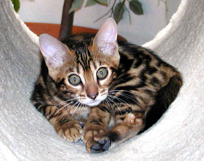 Foothill Felines female marble Bengal kitten