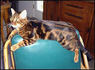 Plush, pelted and glittered marble Bengal Mobi at 1 year old!