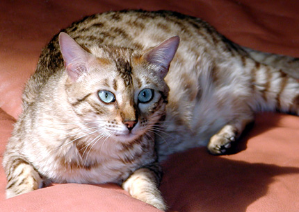 Quad Champion Foothill Felines Mochamelo is a show quality seal mink spotted snow Bengal female