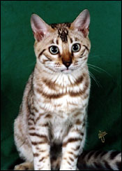 Beautiful Mochamelo, a glittered, seal mink snow spotted Bengal with green eyes!