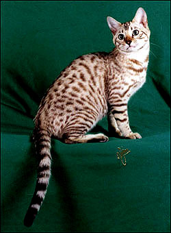 Mochamelo is a green eyed chocolate spotted seal mink snow Bengal with lots of pelt and glitter!!