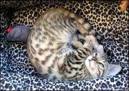 Foothill Felines Mohawk, a gorgeous rosetted, glittered Bengal male kitten, in his new home with Rose and Dave Meros!