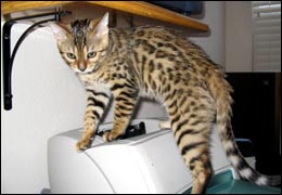Foothill Felines Mohawk, a gorgeous rosetted, glittered Bengal male, with Rose and Dave Meros!