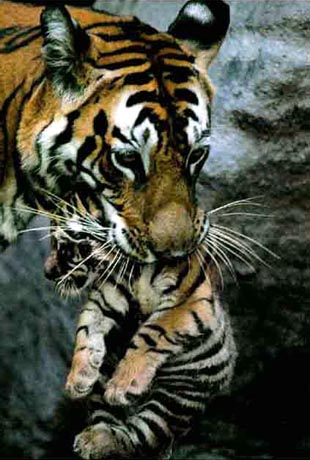 Mother Tiger carrying her cub in her mouth