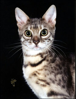 Moodie Blue is a green eyed blue spotted tabby Bengal with lots of pelt and glitter!!