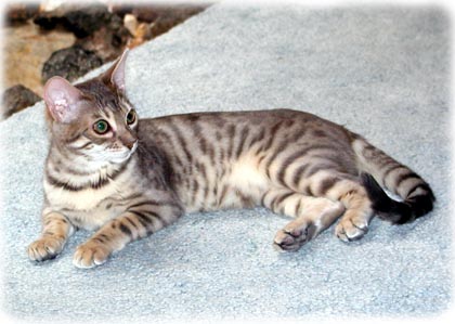 Foothill Felines Moodie Blue, gorgeous blue spotted Bengal queen