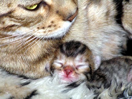Foothill Felines Manzanita with her newborn Bengal kitten