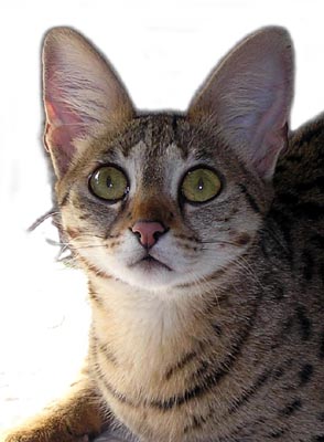 Beautiful Sunny Spots, spotted Savannah female kitten with the African Serval type and coloring at 7 months old!