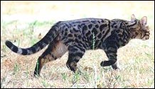 Bridlewood Night Prowler, a handsome typey spotted Bengal ancestor!
