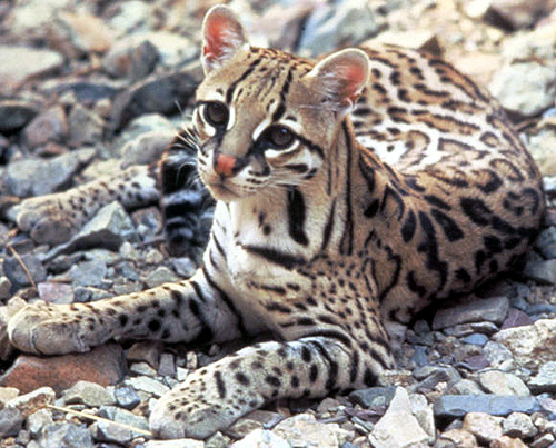 The Ocelot, hunted nearly to extinction for their beautiful fur