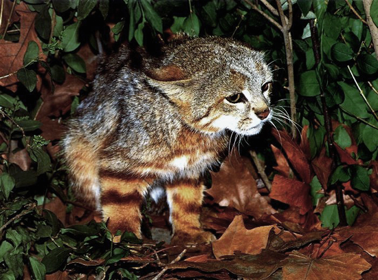 The Pampas Cat comes in many color variations