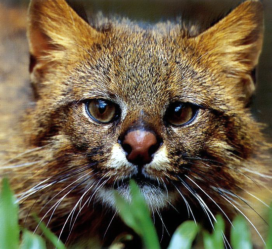 The Pampas cat lives in grasslands and forests
