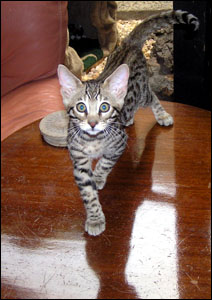 Handsome Sir Patrick McSpots of Foothill Felines, spotted Savannah male kitten with the African Serval type and coloring at 10 weeks old!