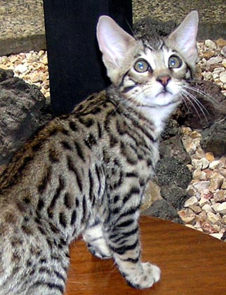 Our F5 Savannah male, Sir Patrick McSpots of Foothill Felines, Bengal and Savannah cattery in California!