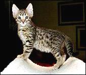 Foothill Felines Rhett, a gorgeous, black spotted Bengal male at 7 weeks old!