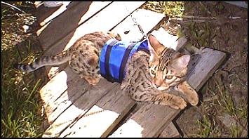 Bengal Kitten Modeling Blue Cat Walking Jacket Special Security Cat Harness for Leash Training Your Feline!