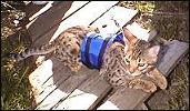 How to teach your Bengal cat to use a leash and harness for outdoor safety