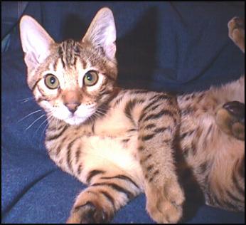 Junior, a gorgeous, rufoused leopard spotted Bengal male, at 14 weeks old!