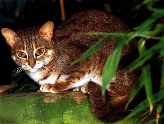 Rusty Spotted Cat in beautiful portrait at HDW's Big Cats!