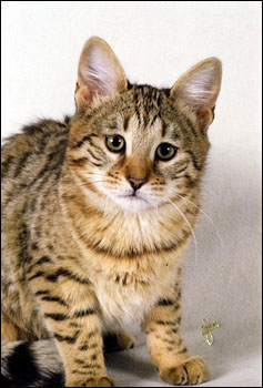 Beautiful Safari Spots, brown spotted Savannah female kitten with the African Serval ancestry and type at 18 weeks old!