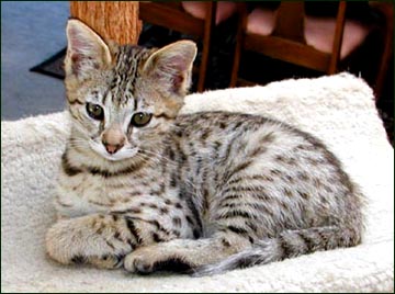 Sandy Spots Savannah Female F2 Kitten at 10 weeks old - her grandfather is an African Serval!