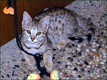 Sandy Spots Savannah Female F2 Kitten at 10 weeks old - her grandfather is a spotted African Serval!