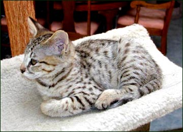 Sandy Spots Savannah Female F2 Kitten at 10 weeks old - her grandfather is an African Serval!