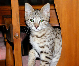 Sandy Spots Savannah Female F2 Kitten at 11 weeks old - her grandfather is an African Serval!